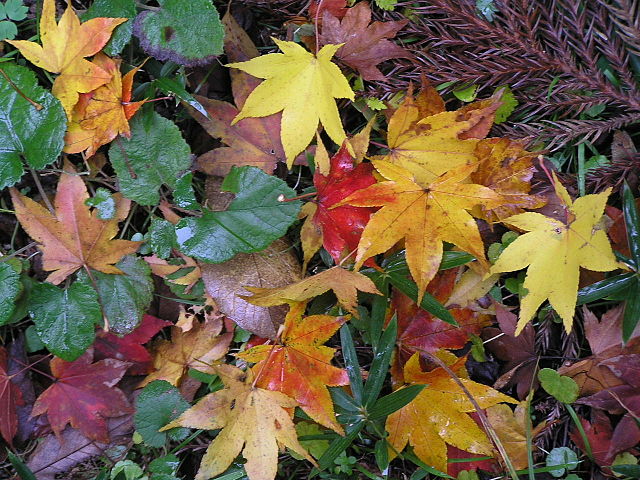 Why Do Leaves Change Color? - Asheville.com